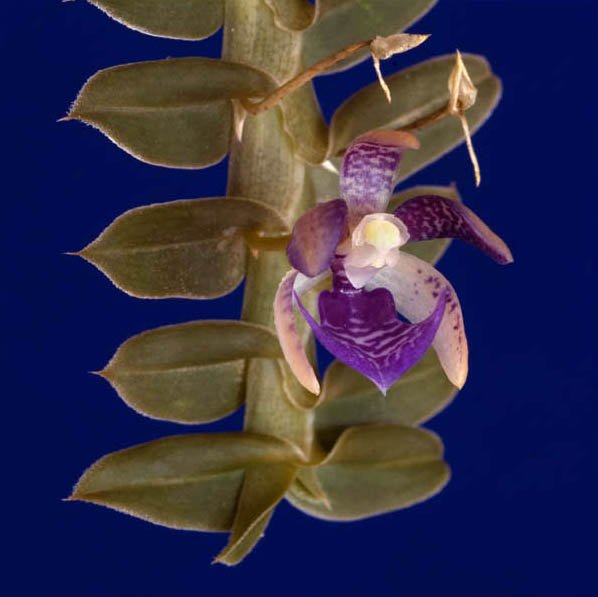 Dichaea filiarum